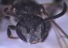 Lasioglossum bimaculatum